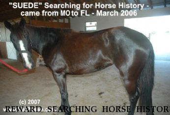 REWARD SEARCHING HORSE HISTORY Suede, Near Lakeland, FL, 33805